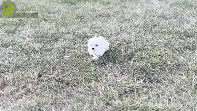 Video preview image #7 Maltipoo Puppy For Sale in WARSAW, IN, USA