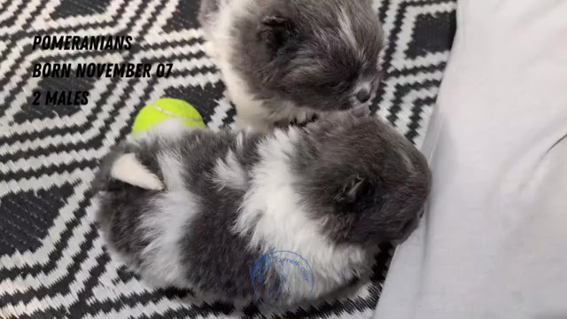 Video preview image #1 Pomeranian Puppy For Sale in GOSHEN, IN, USA