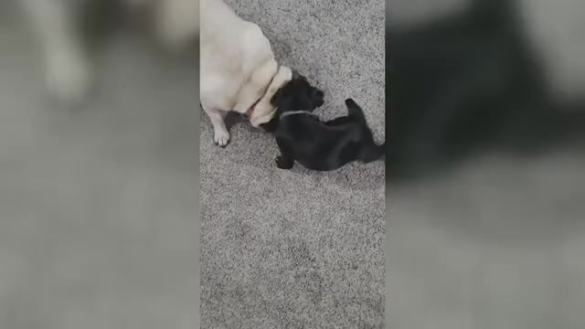 Video preview image #17 Pug Puppy For Sale in HILLSDALE, MI, USA