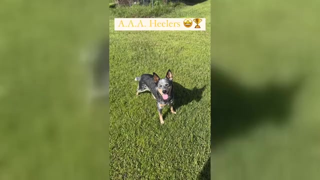 Video preview image #1  Breeder Profile in ZOLFO SPRINGS, FL, USA