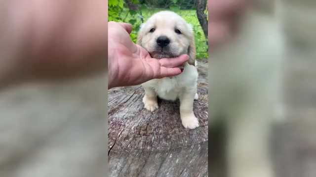 Video preview image #4 Golden Retriever Puppy For Sale in SAN MARCOS, TX, USA