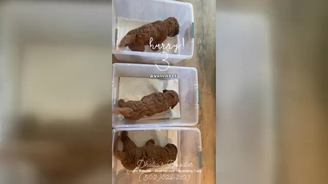 Video preview image #6 Goldendoodle Puppy For Sale in BREA, CA, USA