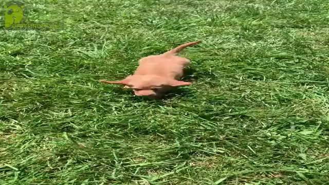 Video preview image #14 Dachshund Puppy For Sale in WARSAW, IN, USA