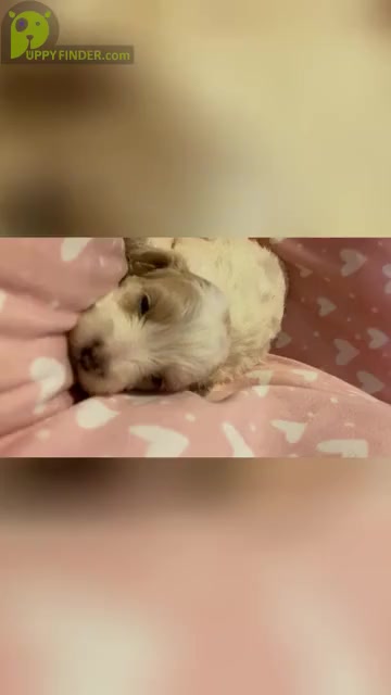 Video preview image #1  Breeder Profile in COLORADO SPRINGS, CO, USA