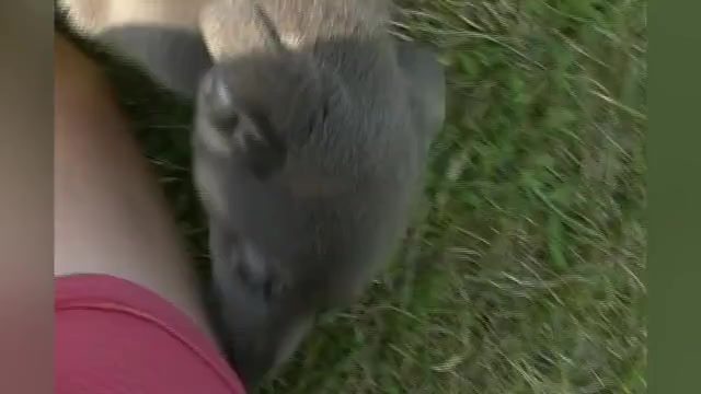 Video preview image #1 German Shepherd Dog Puppy For Sale in PIEDMONT, MO, USA