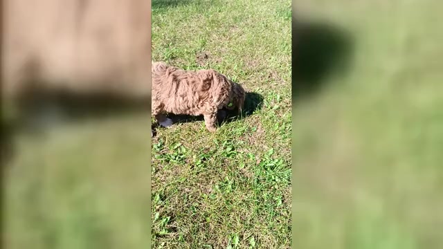 Video preview image #2 Goldendoodle Puppy For Sale in MONTELLO, WI, USA