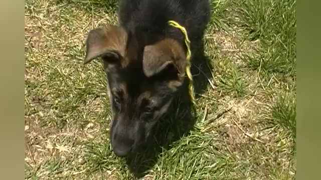 Video preview image #1 German Shepherd Dog Puppy For Sale in PIEDMONT, MO, USA