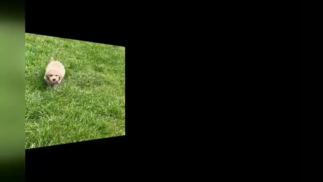 Video preview image #1 Maltipoo Puppy For Sale in WARSAW, IN, USA
