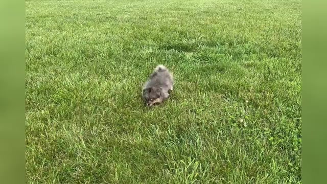 Video preview image #1 Pomeranian Puppy For Sale in WARSAW, IN, USA