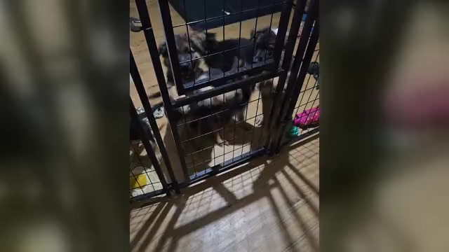 Video preview image #1 German Shepherd Dog Puppy For Sale in LA FAYETTE, NY, USA