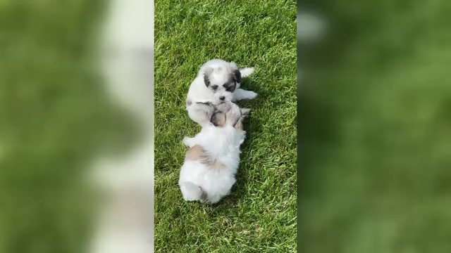 Video preview image #1 Mal-Shi Puppy For Sale in ROGERS, MN, USA
