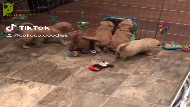 Video preview image #1  Breeder Profile in Okotoks, Alberta, Canada