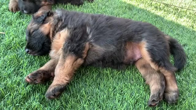 Video preview image #5 German Shepherd Dog Puppy For Sale in PINON HILLS, CA, USA