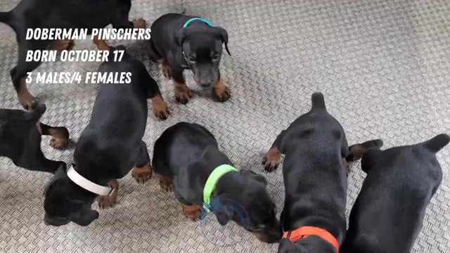 Video preview image #1 Doberman Pinscher Puppy For Sale in GOSHEN, IN, USA