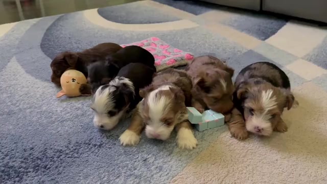 Video preview image #1 Yorkshire Terrier Puppy For Sale in SCHERTZ, TX, USA