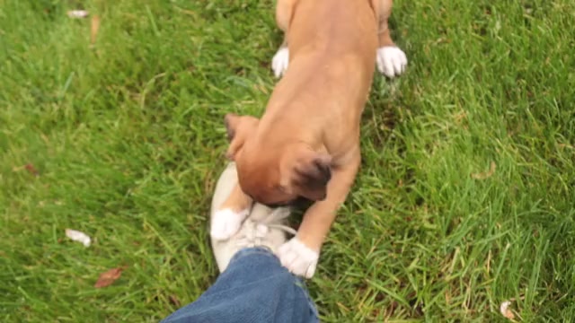 Video preview image #1 Boxer Puppy For Sale in SHIPSHEWANA, IN, USA