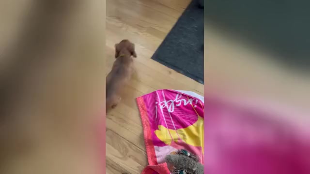 Video preview image #2 Dachshund Puppy For Sale in TOMS RIVER, NJ, USA