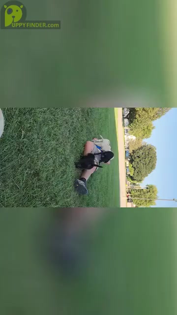 Video preview image #1  Breeder Profile in SHELDON, IA, USA