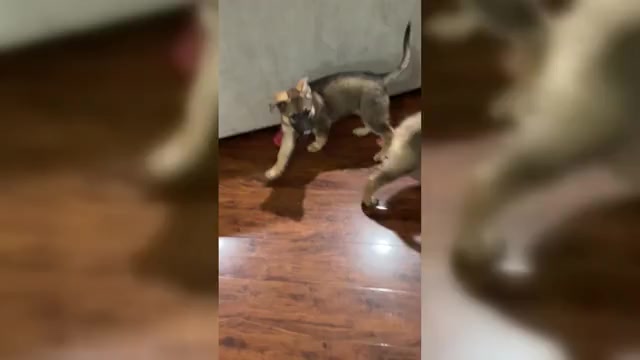 Video preview image #5 German Shepherd Dog Puppy For Sale in MADISON HEIGHTS, VA, USA