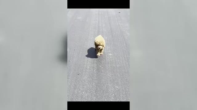 Video preview image #1 Poodle (Toy) Puppy For Sale in WARSAW, IN, USA