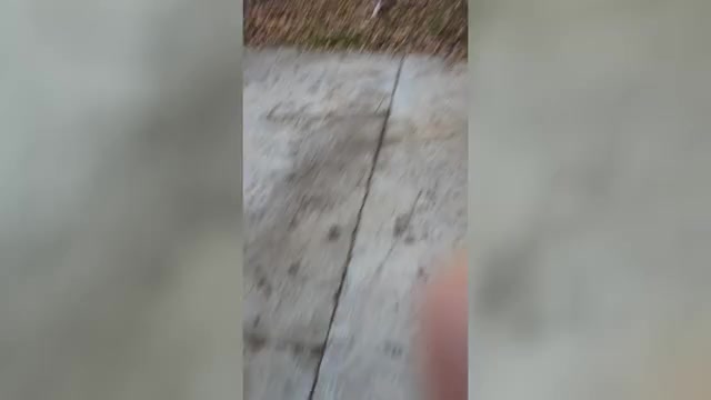 Video preview image #3 Borzoi Puppy For Sale in FULTON, NY, USA