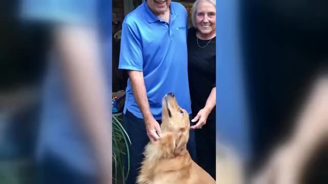 Video preview image #3 Golden Retriever Puppy For Sale in DETROIT, MI, USA