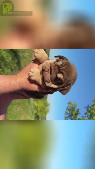 Video preview image #1  Breeder Profile in RINGGOLD, GA, USA