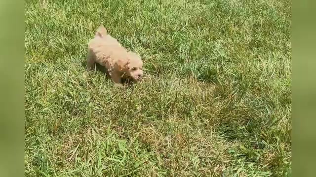 Video preview image #1 Maltipoo Puppy For Sale in WARSAW, IN, USA