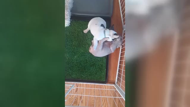 Video preview image #4 French Bulldog Puppy For Sale in MOSS BEACH, CA, USA