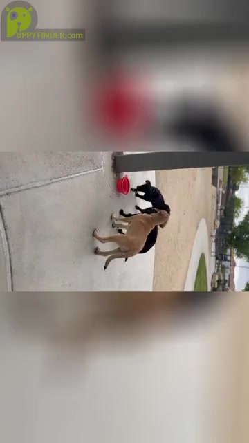 Video preview image #1 Australian Cattle Dog-Unknown Mix Puppy For Sale in ELK GROVE, CA, USA