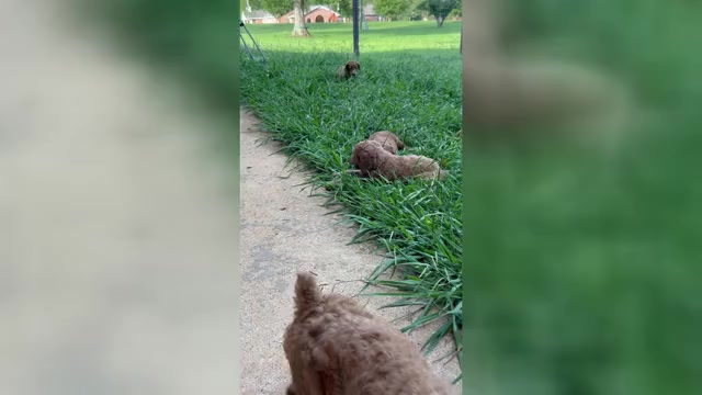 Video preview image #1 Poodle (Standard) Puppy For Sale in ROCK HILL, SC, USA