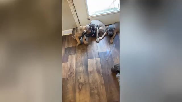 Video preview image #2 Cane Corso Puppy For Sale in DOTHAN, AL, USA