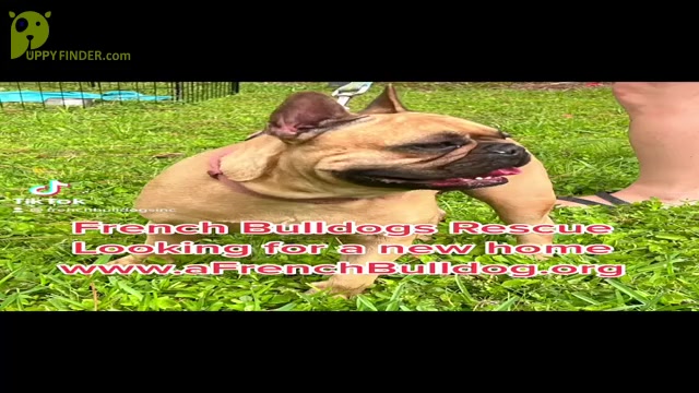 Video preview image #1 French Bulldog Puppy For Sale in JACKSONVILLE, FL, USA