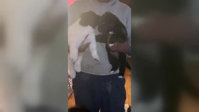 Video preview image #1  Breeder Profile in BRIDGEPORT, CT, USA