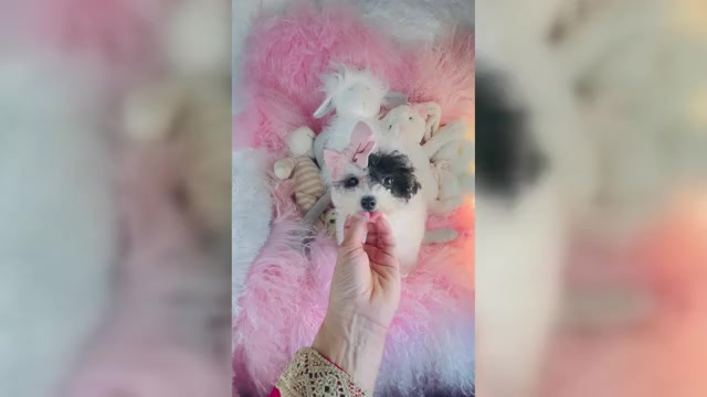 Video preview image #1 Poodle (Toy) Puppy For Sale in TAMPA, FL, USA