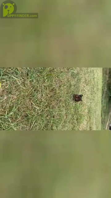 Video preview image #16 Yorkshire Terrier Puppy For Sale in WARSAW, IN, USA