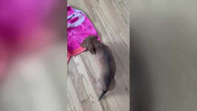 Video preview image #1 Dachshund Puppy For Sale in TOMS RIVER, NJ, USA