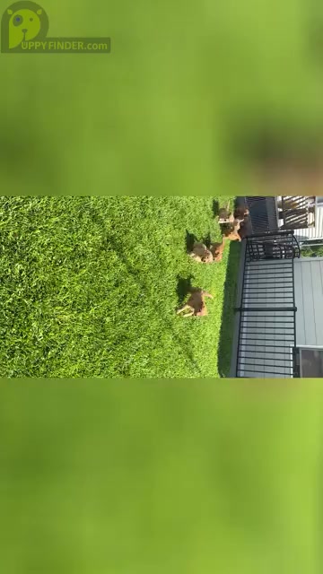 Video preview image #1  Breeder Profile in SIDNEY, NE, USA