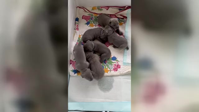 Video preview image #2 Cane Corso Puppy For Sale in SUFFOLK, VA, USA