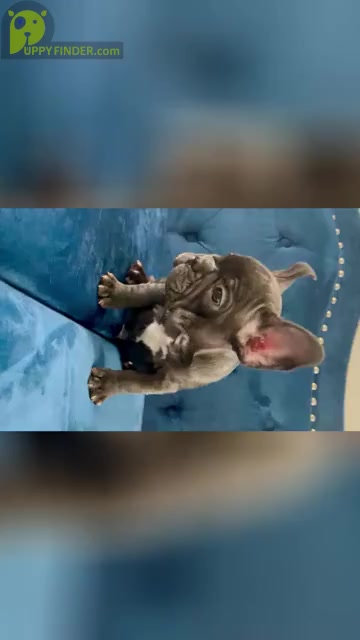 Video preview image #1 French Bulldog Puppy For Sale in GLENDALE, CA, USA