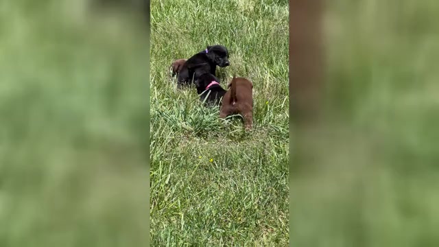 Video preview image #2 Labrador Retriever Puppy For Sale in NEOLA, WV, USA