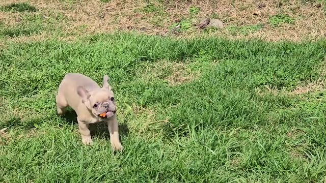 Video preview image #1 French Bulldog Puppy For Sale in GREENEVILLE, TN, USA