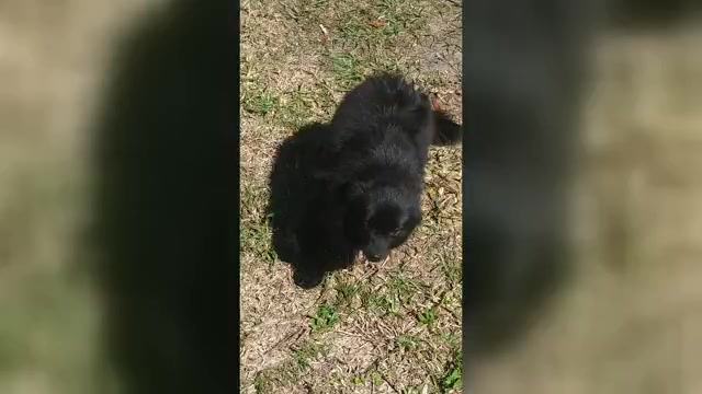 Video preview image #1 Pomeranian Puppy For Sale in TITUSVILLE, FL, USA