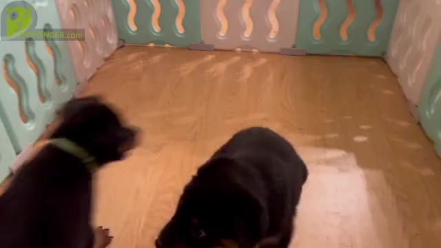 Video preview image #1 Rottweiler Puppy For Sale in PALM BAY, FL, USA