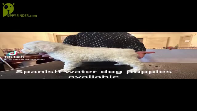 Video preview image #1  Breeder Profile in SALEMBURG, NC, USA