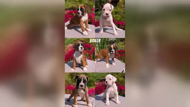 Video preview image #4 Boxer Puppy For Sale in GOSHEN, IN, USA