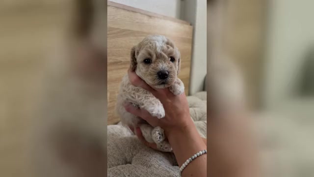 Video preview image #8 Bichpoo Puppy For Sale in NORTH PORT, FL, USA