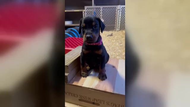 Video preview image #1  Breeder Profile in HOMESTEAD, FL, USA