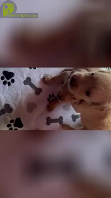Video preview image #1 Golden Retriever Puppy For Sale in CHURCHVILLE, VA, USA