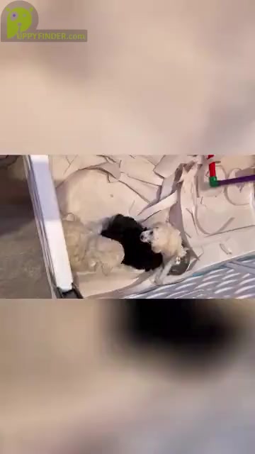 Video preview image #1  Breeder Profile in LAKE ELSINORE, CA, USA